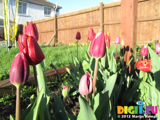SX21961 Tulips in back garden